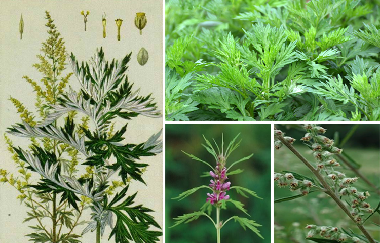 Ngải Cứu (Artemisia vulgaris L.)
